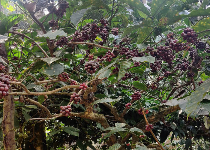 Coorg Coffee Plantations